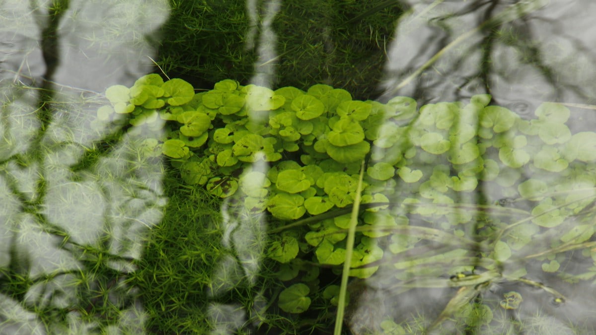 The chilly waterflow within the temperature rain forest of Quinault is thick.  It's almost frozen but not quite, so it passes over the vegetation below it like slow-moving clear jelly.  Creeping Jenny thrives and remains a vibrant green - even in January.